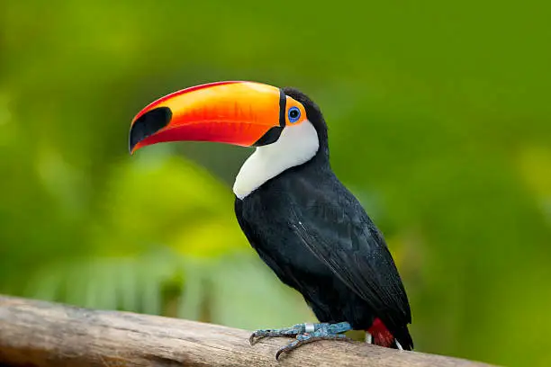Oiseaux Argentine